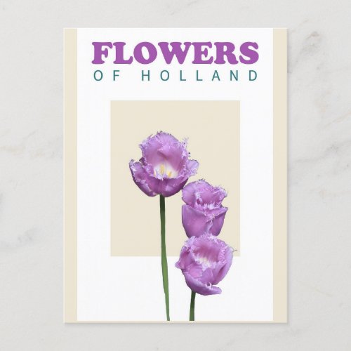 Vintage Holland Netherlands Purple Tulips Travel Postcard