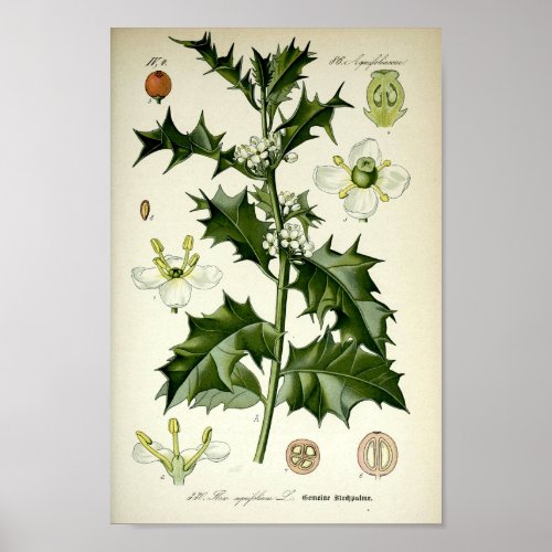Vintage Holly Botanical Art Poster
