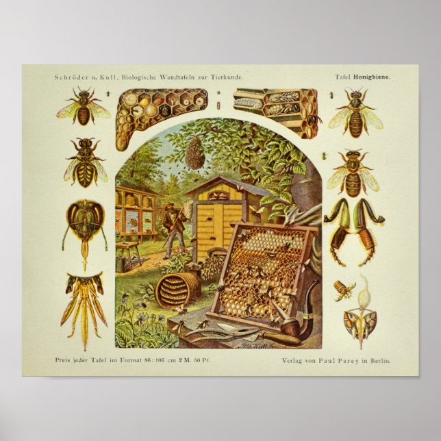 Vintage Honey Bee Anatomy Beekeeper Art Print (Front)