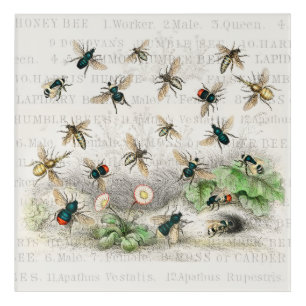 Vintage Honey Bee Queen Bee Entomology Botanical Acrylic Print