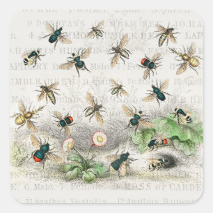 Vintage Honey Bee Queen Bee Entomology Botanical Square Sticker