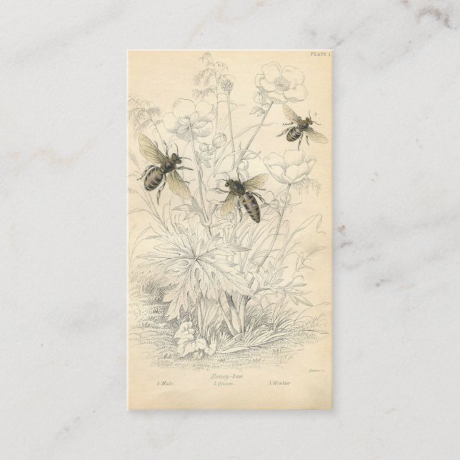 Vintage Honey Bees Drawing, Custom Business Card (Front)