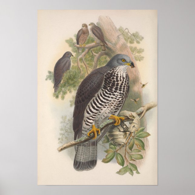 Vintage Honey Buzzard Bird Poster (Front)