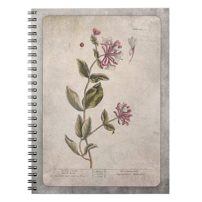Vintage Honeysuckle Illustration with Texture Notebook (Front)