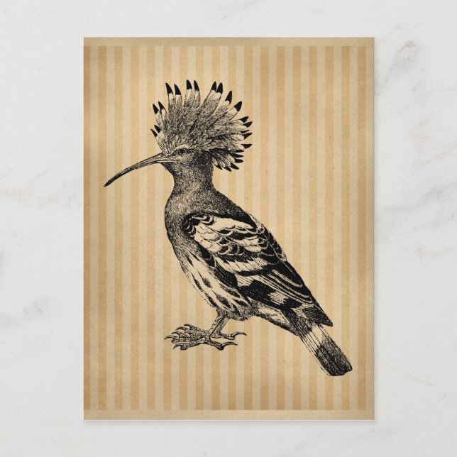Vintage Hoopoe Bird Postcard (Front)