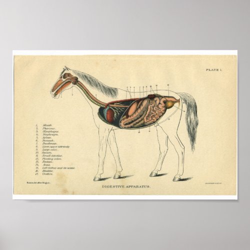 Vintage Horse Anatomy Print Digestive System