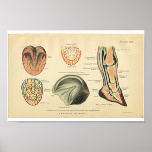 Vintage Horse Anatomy Print Feet Hoof