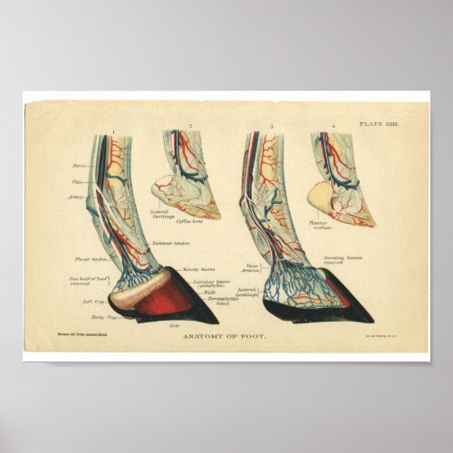 Vintage Horse Anatomy Print Feet Hoof