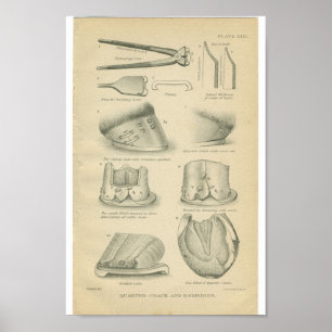 Vintage Horse Anatomy Print Hoof Cracks