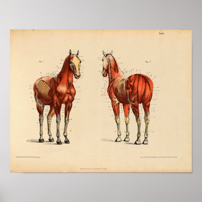 Vintage Horse Anatomy Print Muscles (Front)