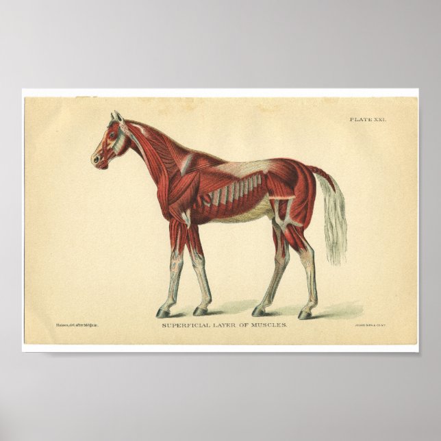 Vintage Horse Anatomy Print Muscles (Front)