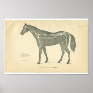 Vintage Horse Anatomy Print Nervous System