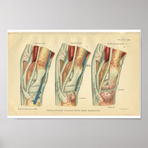 Vintage Horse Anatomy Print of Leg