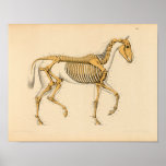 Vintage Horse Anatomy Print Skeletal at Zazzle