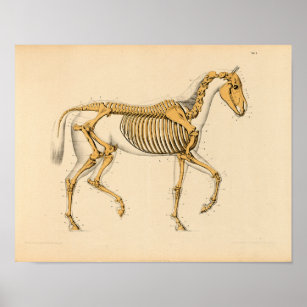 Vintage Horse Anatomy Print Skeletal