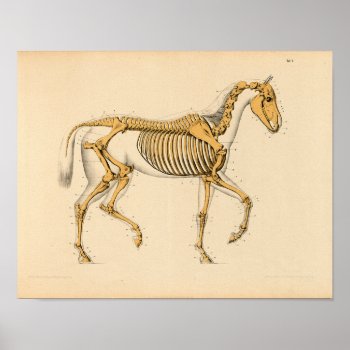 Vintage Horse Anatomy Print Skeletal by AcupunctureProducts at Zazzle
