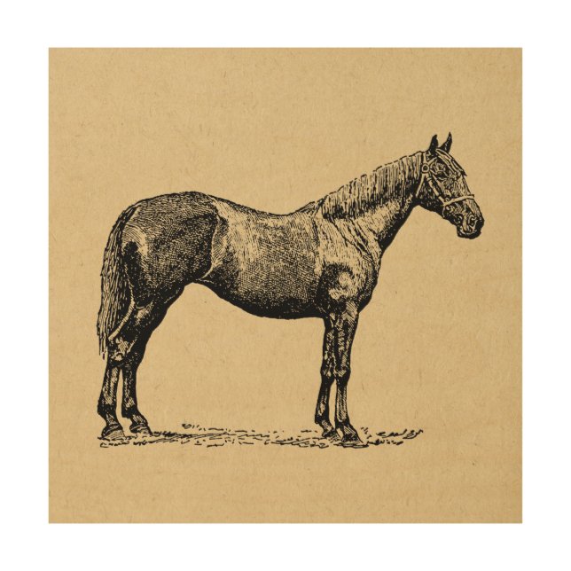 Vintage Horse Art Illustrated Equestrian Art (Front)
