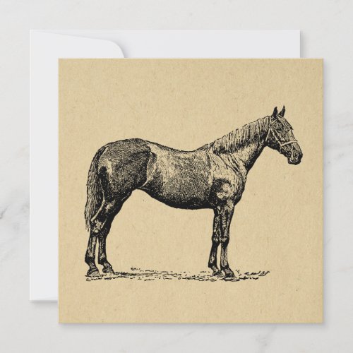 Vintage Horse Art Illustrated Equestrian Art Note Card