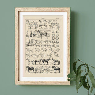 Vintage Horse Breeds & Anatomy Chart French Poster