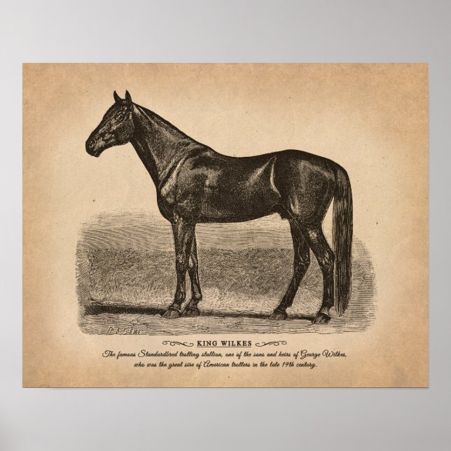 Vintage horse drawing. Most famous breeds. Poster (Front)
