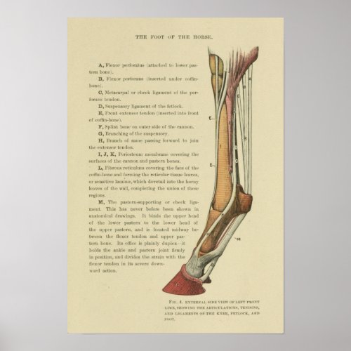 Vintage Horse Foot Anatomy Print
