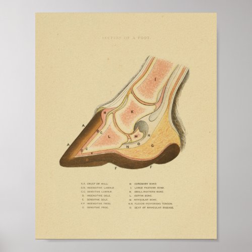 Vintage Horse Foot Hoof Anatomy Print 1873