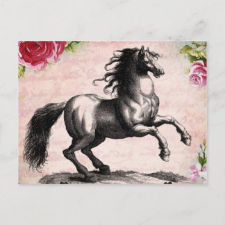 Vintage Horse Illustration Postcard