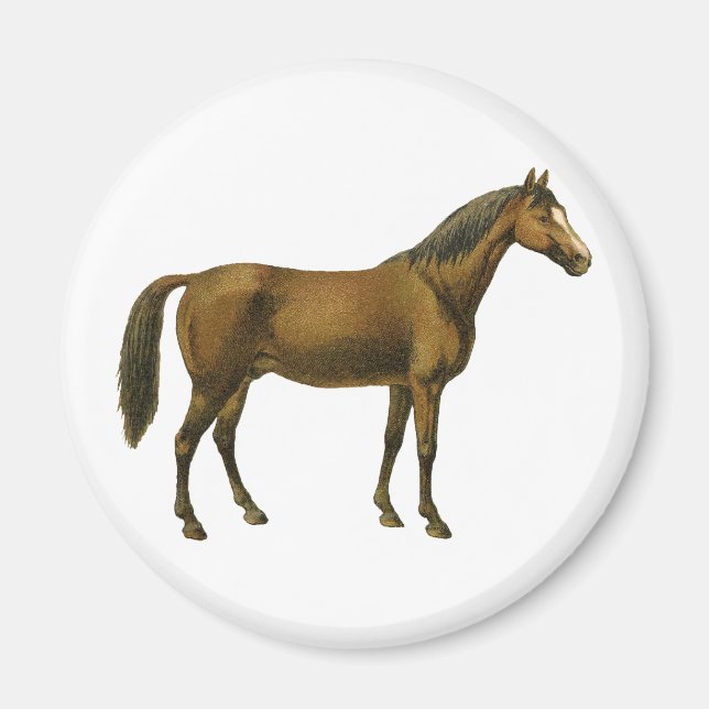 Vintage Horse Magnet (Front)