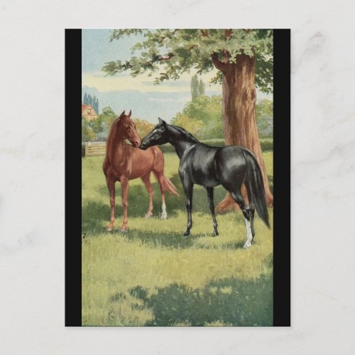 Vintage Horse Mare Stallion Equestrian Postcard