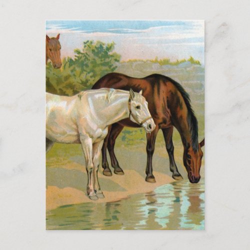 Vintage Horse Painting Postcard
