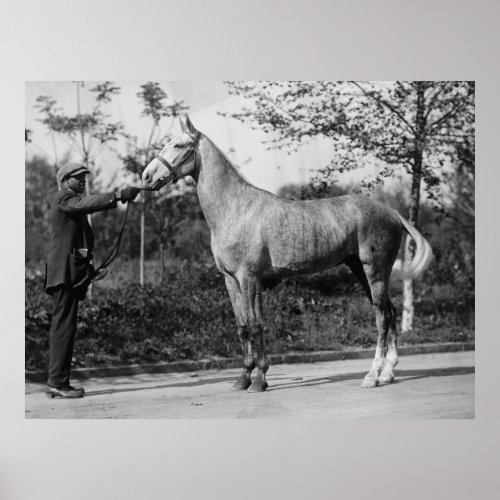 Vintage Horse Photography Poster