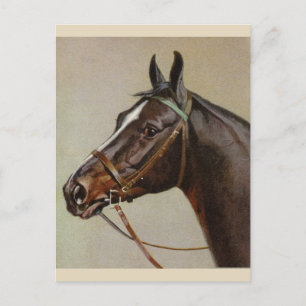 Vintage Horse Postcard