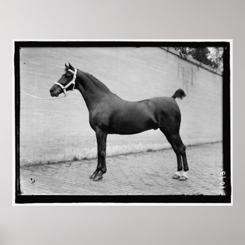 Vintage Horse Poster