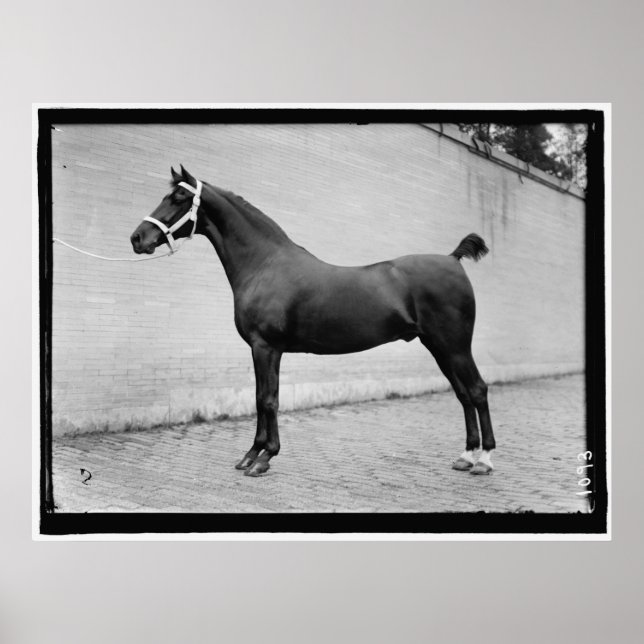 Vintage Horse Poster (Front)