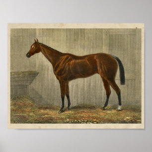 Vintage Horse Print 1873 Blue Cown