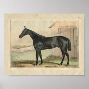 Vintage Horse Print 1873 Glengarry