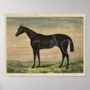 Vintage Horse Print 1873 Pretender