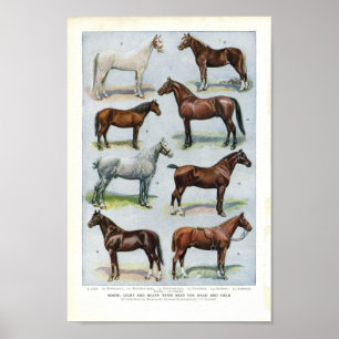 Vintage Horse Print 1908 Edwardian Breeds