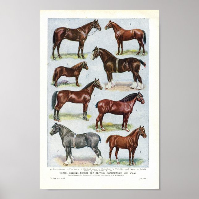 Vintage Horse Print 1908 Edwardian Breeds (Front)