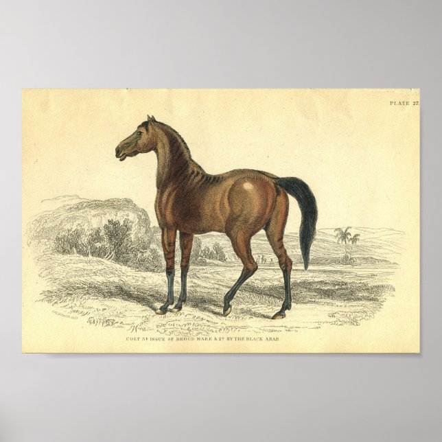 Vintage Horse Print Colt Of Brood Mare (Front)