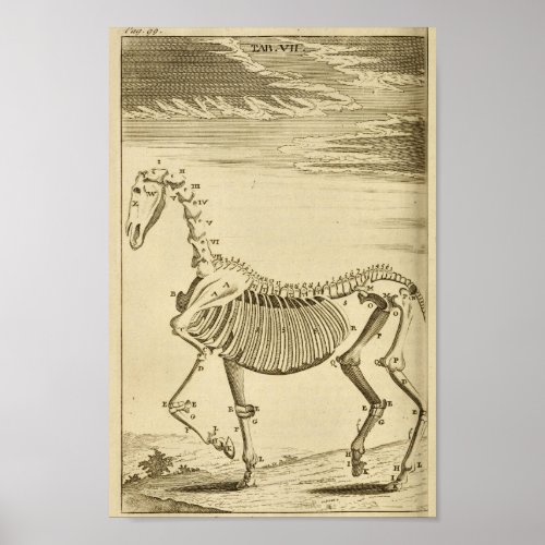 Vintage Horse Skeleton Anatomy Art Print