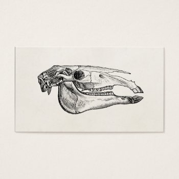 Vintage Horse Skull Skeleton Personalized Skeleton by SilverSpiral at Zazzle