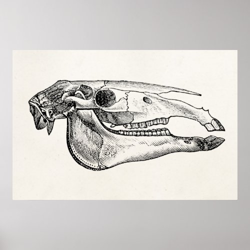 Vintage Horse Skull Skeleton Personalized Skeleton Poster