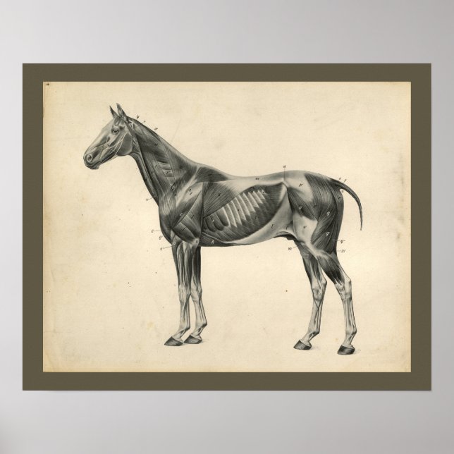 Vintage Horse Veterinary Muscle Anatomy Print (Front)