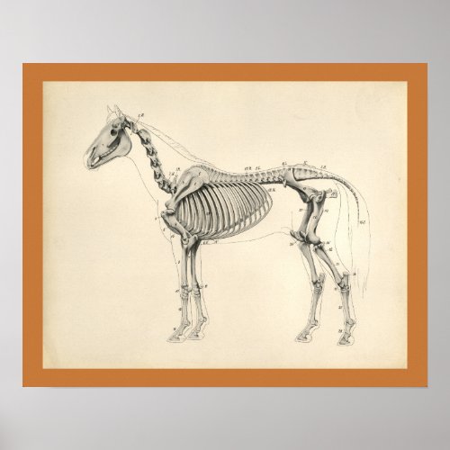 Vintage Horse Veterinary Skeletal Anatomy Print