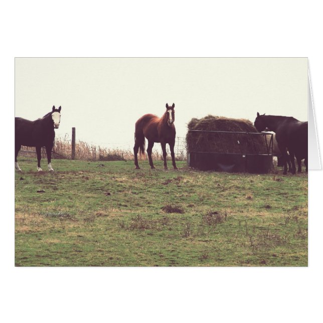 Vintage Horses Cards (Front Horizontal)