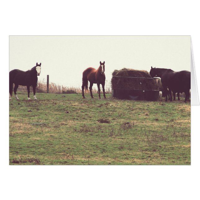 Vintage Horses Cards (Front Horizontal)