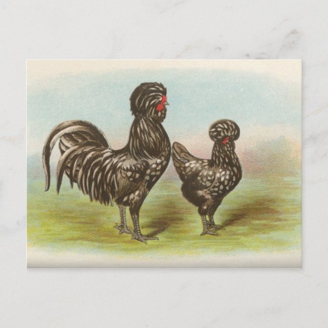 Vintage "Houdan Chickens" Postcard (Front)