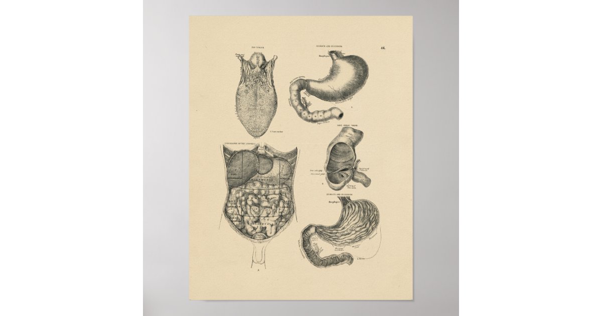 Vintage Human Anatomy 1880 Print | Zazzle