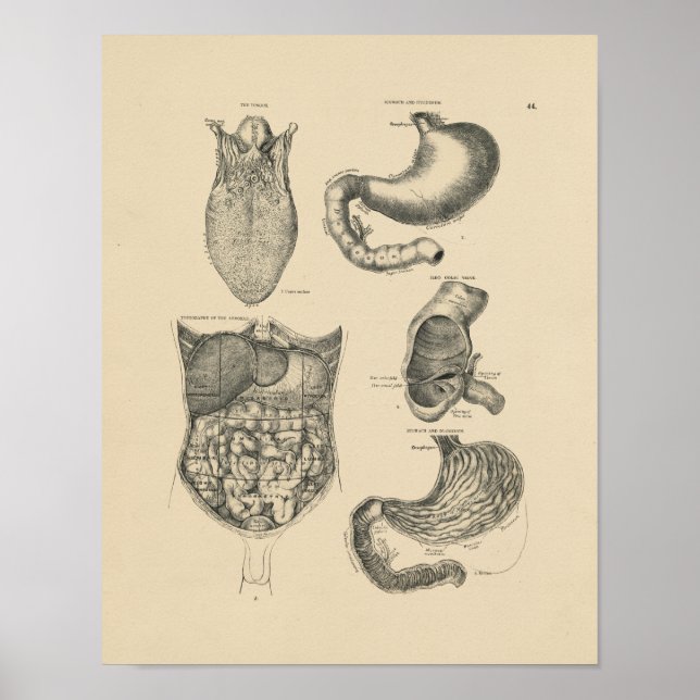 Vintage Human Anatomy 1880 Print (Front)